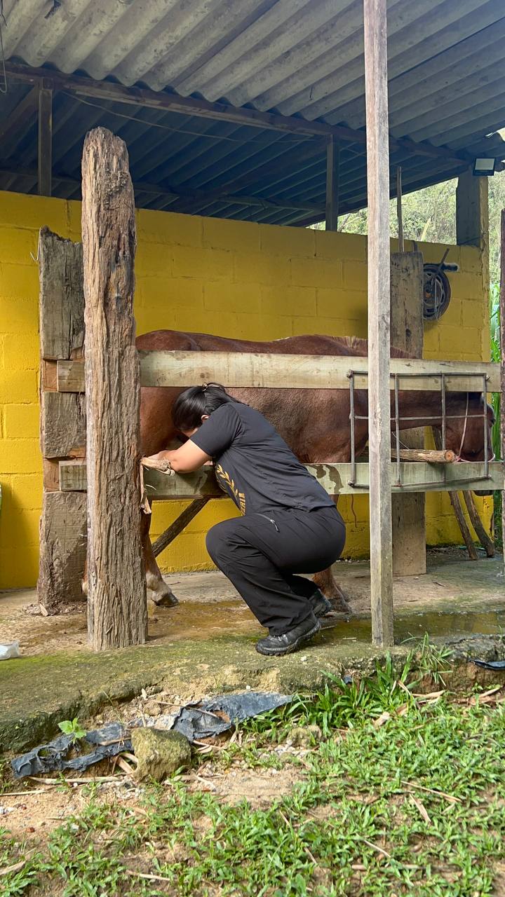 Lorrane realizando atendimento de campo em cavalo no tronco de contenção