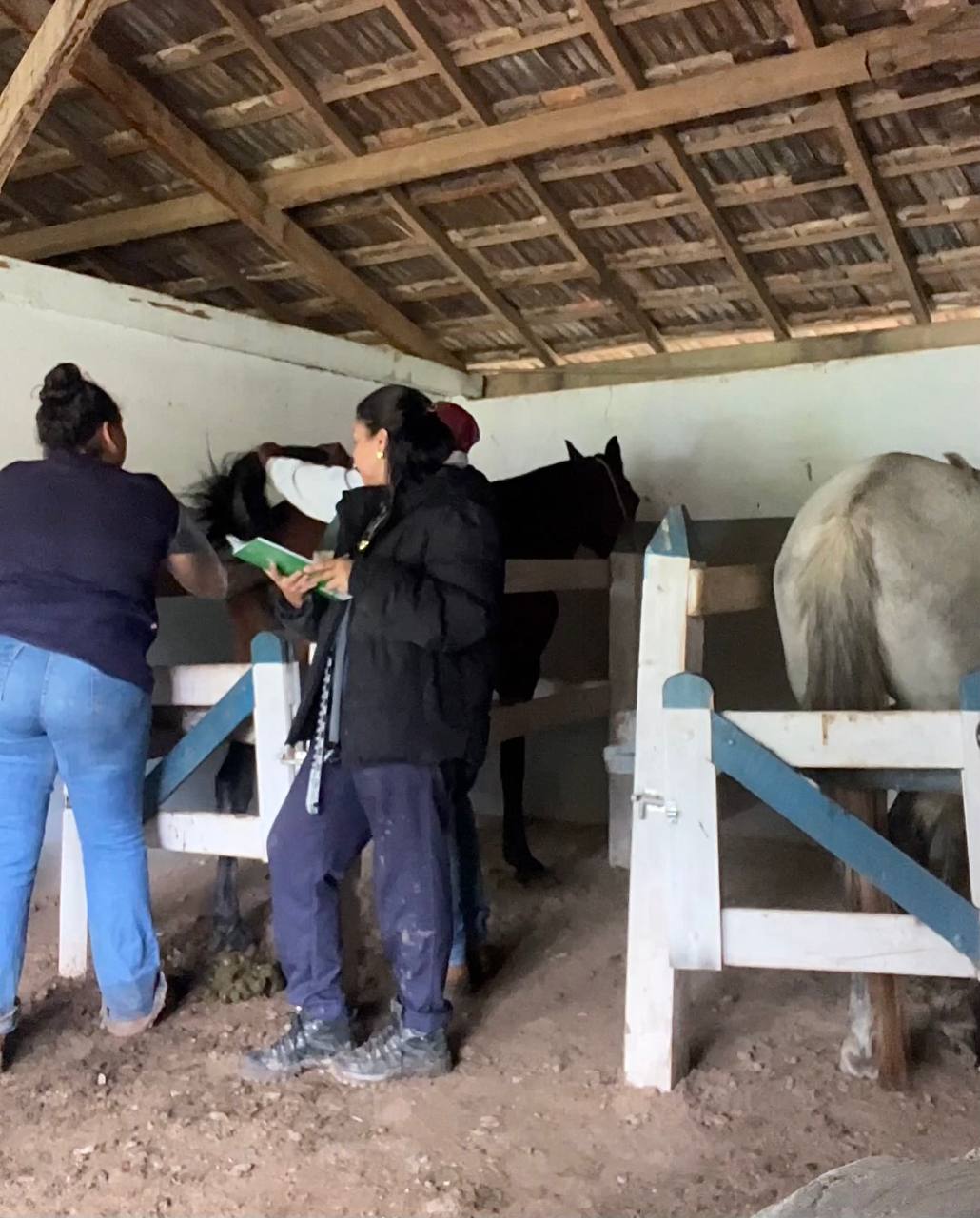 Acompanhamento veterinário em haras e propriedades, com cavalos nas baias